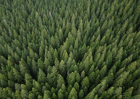 �Ĵ�����2030��ɭ�ִ�ˮ�����ִ�1000��������